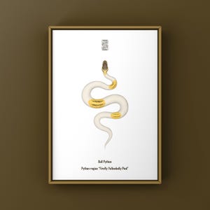 Può includere: Stampa incorniciata con un'illustrazione stilizzata di un pitone palla. Il serpente è bianco con segni dorati, su sfondo bianco. Il testo "Ball Python" e i dettagli scientifici sono in basso.