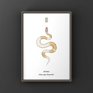 May include: A framed print showing a Ball Python illustration. The snake has a white body with yellow and gold markings. The text "Ball Python" and "Python regius 'Banana Pied'" is below the snake. The print has a neutral-toned frame.