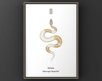 Impresión artística de pitón bola banana, ilustración biológica, decoración de pared con serpientes