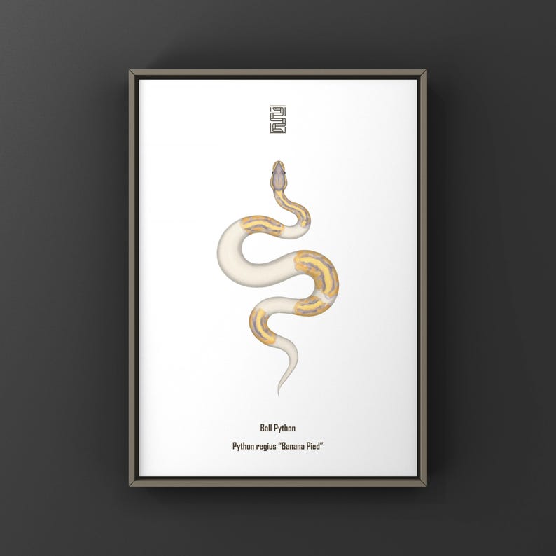 Banana Pied Ball Python Python regius art print by The Morph Archive, colorful piebald snake artwork by Mingo X.
