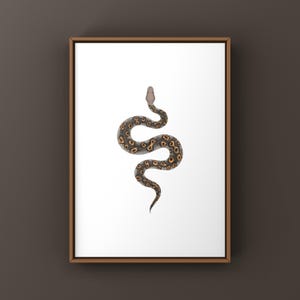 Kraken Ball Python Python regius art print by The Morph Archive, detailed morph python artwork.
