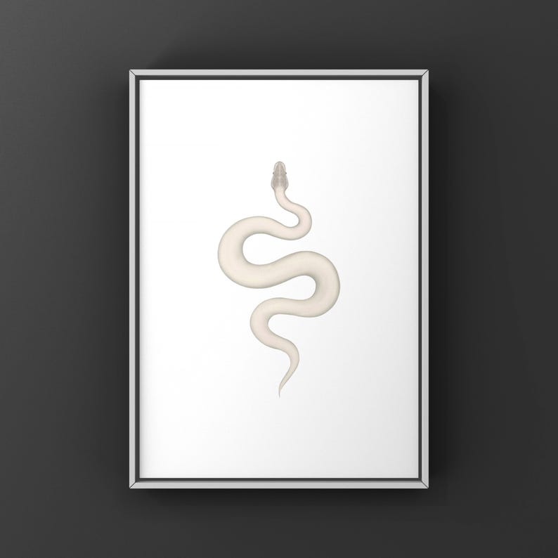 Super Mojave Ball Python Python regius art print by The Morph Archive, leucistic snake artwork by Mingo X.