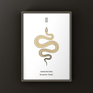 Op de afbeelding: Een ingelijste print met een gestileerde illustratie van een Colombiaanse roodstaartboa. De slang is afgebeeld in crème, bruin en bruin tegen een witte achtergrond. De print bevat de tekst "Colombian Red Tail Boa" en "Boa imperator 'Sterling'".