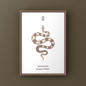 VPI Motley Central American Boa Art Print (Boa imperator), Brightened Morph Boa Illustration Featuring High Luminosity