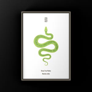 Può includere: Stampa incorniciata con un'illustrazione di un pitone verde arboricolo. Il serpente è raffigurato in una posa stilizzata e curva su sfondo bianco. Il testo "Green Tree Python" e "Morelia viridis" è in basso.