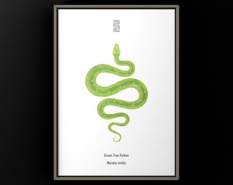 Green Tree Python (Morelia viridis) Art Print, Morph Python Illustration Featuring Clean Minimal Tonal Expression