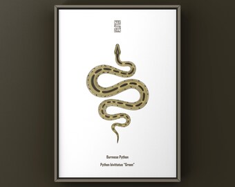Green Burmese Python (Python bivittatus) Art Print, Biological Illustration, Snake Wall Decor