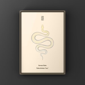 Ivory Burmese Python Python bivittatus art print by The Morph Archive, soft ivory-toned python artwork.