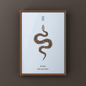 Kraken Ball Python Python regius art print by The Morph Archive, detailed morph python artwork.
