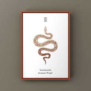 VPI Djungel Centralamerikansk Boa Konsttryck (Boa imperator), Ljus Morph Boa Illustration med Hög Luminositet