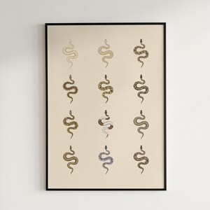 Ball Python poster series 1 Python regius morph collection art print by The Morph Archive, snake artwork by Mingo X.