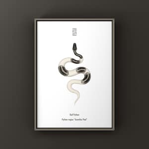 Lámina artística de pitón bola pía axántica, Python regius, ilustración monocromática de pitón pía con patrón de alto contraste.