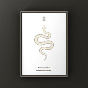 May include: A framed wall art print featuring a white Western Hognose Snake, Heterodon nasicus Leucistic, centred on a white background. Above the snake is a small black square symbol. The text Western Hognose Snake and Heterodon nasicus Leucistic appears in black at the bottom.