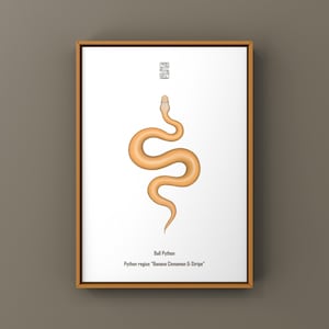 Banana Cinnamon G-Stripe Ball Python Art Print, Biological Illustration, Snake Wall Decor