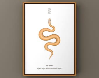 Impresión artística de pitón bola con rayas de canela y plátano, ilustración biológica, decoración de pared con serpientes