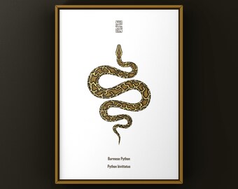 Burmese Python (Python bivittatus) Art Print, Biological Illustration, Snake Wall Decor