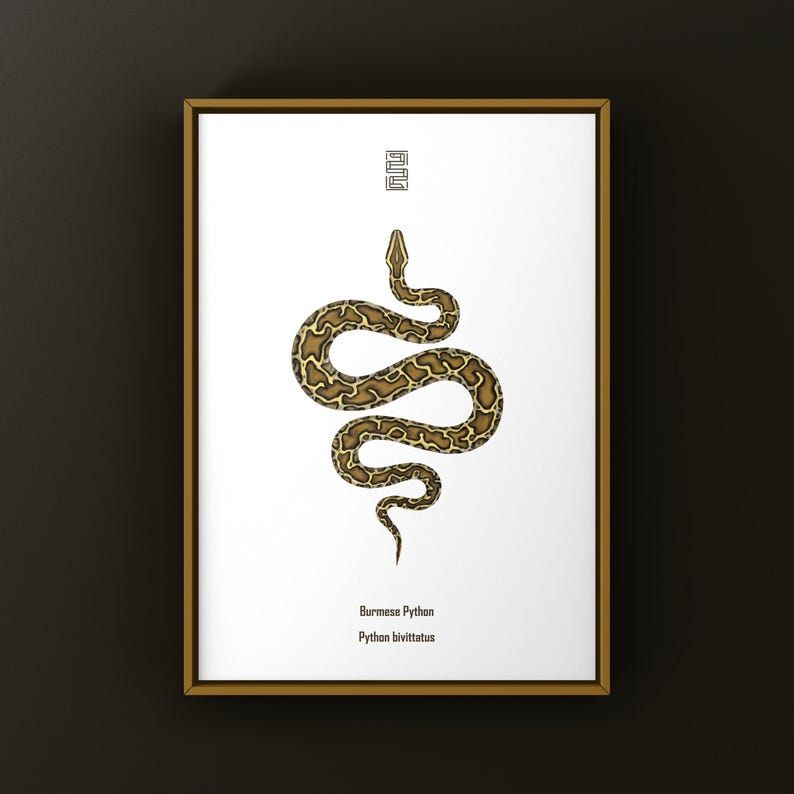 Burmese Python Python bivittatus art print by The Morph Archive, large snake artwork by Mingo X.