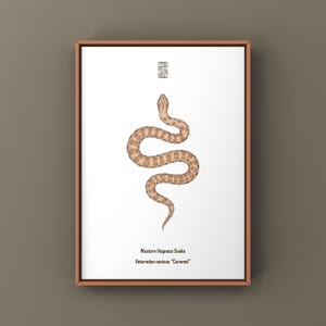 May include: A framed print featuring a tan and brown Western Hognose Snake, Heterodon nasicus 'Caramel', in a serpentine pose on a white background. A small black geometric logo is positioned above the snake, with the text below the illustration.