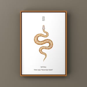 May include: A framed print showing a detailed illustration of a Ball Python snake. The snake is in shades of yellow and brown, with a lighter head and a patterned body. The print includes the text "Ball Python" and the scientific name.