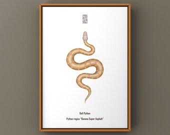 Impresión artística de una pitón bola de asfalto, ilustración biológica, decoración de pared con serpientes