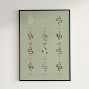 Ball Python poster series 1 Python regius morph collection art print by The Morph Archive, snake artwork by Mingo X.