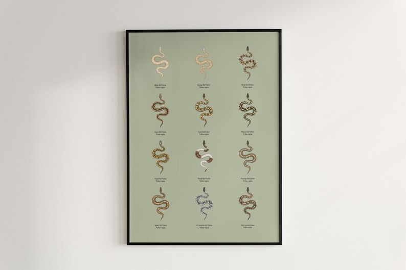 Ball Python poster series 1 Python regius morph collection art print by The Morph Archive, snake artwork by Mingo X.