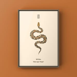 Pompeii Ball Python Python regius art print by The Morph Archive, detailed ball python morph artwork.