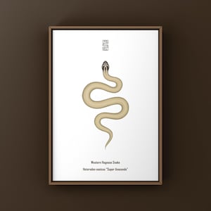 Op de afbeelding: Een ingelijste print met een gestileerde illustratie van een Western Hognose Snake. De slang is beige met een zwart en beige kop, tegen een witte achtergrond. De print bevat de wetenschappelijke naam van de slang en een decoratief symbool.