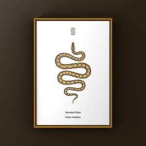 May include: A framed print featuring a detailed illustration of a reticulated python in a coiled position on a white background. Above the snake is a small square symbol. Below the snake, the text reads Reticulated Python and Python reticulatus.