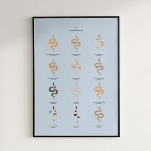 Ball Python poster series 2 Python regius advanced morph collection art print by The Morph Archive, designer snake artwork by Mingo X.
