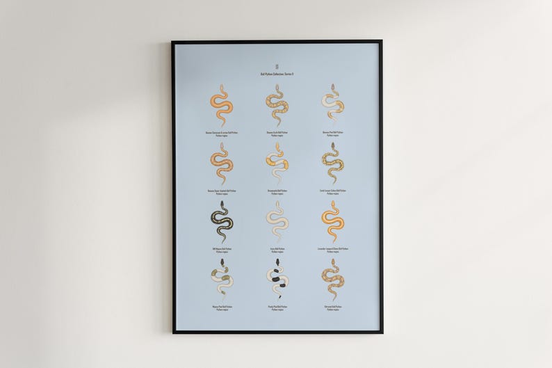 Ball Python poster series 2 Python regius advanced morph collection art print by The Morph Archive, designer snake artwork by Mingo X.