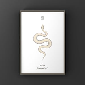May include: A framed print showing a cream and light yellow Ball Python illustration against a white background. The print includes the text "Ball Python, Python regius 'Ivory'" and a decorative symbol. The snake is stylized.