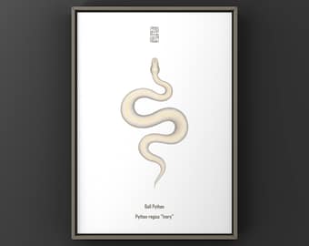 Impresión artística de pitón bola de marfil, ilustración biológica, decoración de pared de serpiente