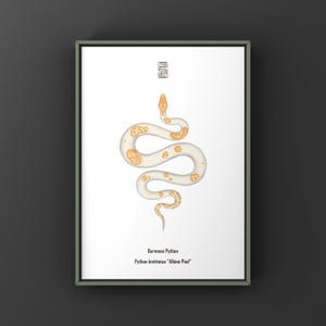 May include: A framed vertical print featuring a white and orange Albino Pied Burmese Python illustration centered on a white background. The text reads Burmese Python and Python bivittatus Albino Pied with a small square logo at the top.