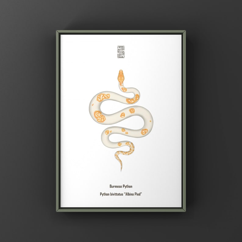 Albino Pied Burmese Python Python bivittatus art print by The Morph Archive, python illustration by Mingo X.