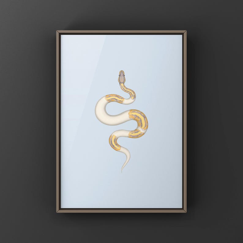 Banana Pied Ball Python Python regius art print by The Morph Archive, colorful piebald snake artwork by Mingo X.