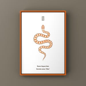 Albino Western Hognose Snake Art Print (Heterodon nasicus), Snake Illustration Featuring Clean Minimal Biological Art