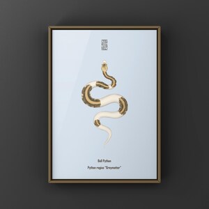 Greymatter Ball Python Python regius art print by The Morph Archive, ball python morph illustration by Mingo X.