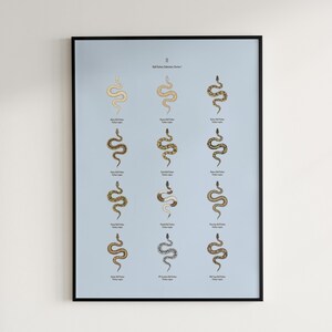 Ball Python poster series 1 Python regius morph collection art print by The Morph Archive, snake artwork by Mingo X.
