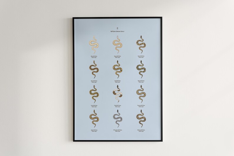 Ball Python poster series 1 Python regius morph collection art print by The Morph Archive, snake artwork by Mingo X.