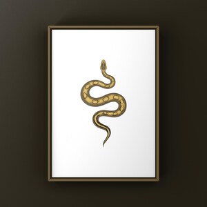 Champagne Ball Python Python regius art print by The Morph Archive, ball python morph illustration by Mingo X.