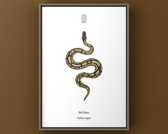 Ball Python Art Print, Biological Illustration, Snake Wall Decor