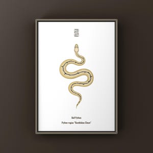 Bumblebee Clown Ball Python Art Print (Python regius), Reptile Collector Illustration