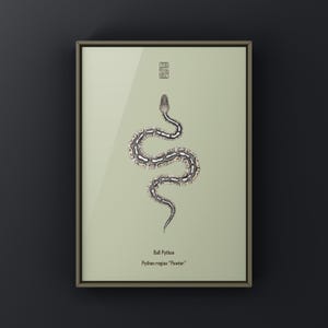 Pewter Ball Python Python regius art print by The Morph Archive, snake morph artwork by Mingo X.