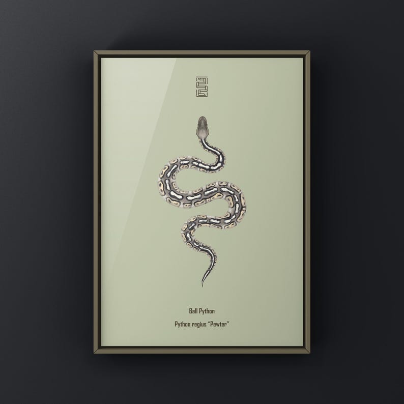 Pewter Ball Python Python regius art print by The Morph Archive, snake morph artwork by Mingo X.
