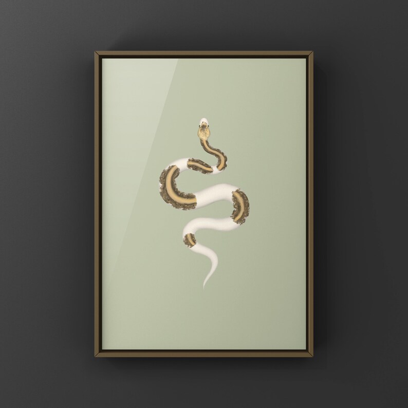 Greymatter Ball Python Python regius art print by The Morph Archive, ball python morph illustration by Mingo X.
