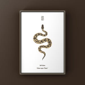 May include: A framed art print showing a Ball Python snake illustration, Python regius "Butter". The snake is rendered in brown, tan, and yellow hues on a white backdrop. The print also includes the snake's common and scientific names.