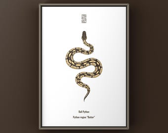 Impresión artística de serpiente pitón bola, ilustración biológica, decoración de pared con serpientes