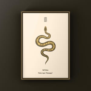 Champagne Ball Python Python regius art print by The Morph Archive, ball python morph illustration by Mingo X.