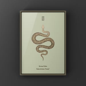 Granite Burmese Python Python bivittatus art print by The Morph Archive, python illustration by Mingo X.
